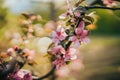 Spring easter pink flowers of cherry blossom on garden natural background. Blooming view. Flowering, opening petals on Royalty Free Stock Photo