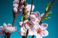Spring easter pink flowers of peach blossom on sky blue background. Macro blooming nature view. Flowering, opening