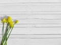 Spring or Easter styled stock photography with yellow daffodil flowers, Narcissus. Shabby old white wooden background, flat lay pi Royalty Free Stock Photo