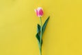 Spring easter tulip floral yellow color background with copy space. Top view. Objects on a simple background