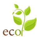 Spring eco plant