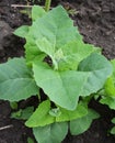 Orach Atriplex hortensis grows in the garden Royalty Free Stock Photo