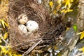 Spring eggs in the nest nature babies Royalty Free Stock Photo