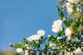 Spring eglantine bloom Royalty Free Stock Photo