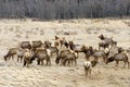 Spring Elk at Rocky Mountain National Park Royalty Free Stock Photo