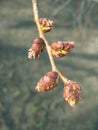 Spring. Elm twig with melting buds Royalty Free Stock Photo