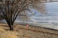 Spring and empty trees - frozen lake background with a large tree on the beach