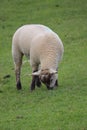 Spring English countryside sheep grazing