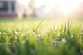 spring equinox morning dew on blades of grass Royalty Free Stock Photo