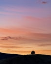 Sunset on a Lone Tree in Mount Shasta, California Royalty Free Stock Photo