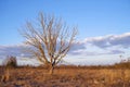 A lonely dry tree lit by the setting sun in dry withered grass against a blue sky in early spring on a meadow Royalty Free Stock Photo