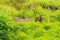 A Nutria Looks Up from Grazing in a Wetland Habitat. Royalty Free Stock Photo