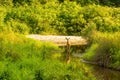 A Whitetail Doe Stands in a CReek and Looks Around Alertly.