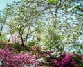 Spring fairyland in the park with azeleas in bloom and dogwood trees all pink and green