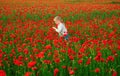 Spring family holidays on nature. Poppies meadow with poppys flowers. Beautiful child girl walking in spring poppy Royalty Free Stock Photo