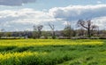 Spring farmland in the Essex countryside Royalty Free Stock Photo