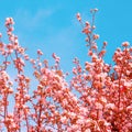 Spring Fashion aesthetics wallpaper Apple blossom tree.