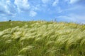 Spring feather-grass and blue sky