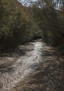 Spring Fed Desert Stream Microclimate near the Dead Sea Royalty Free Stock Photo