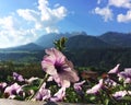 Spring feelings with flowers on an Austrian balkony