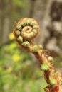 Spring fern Royalty Free Stock Photo