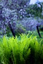 Spring fern, flowering lilac color.