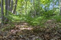 In the spring, the fern grows out of the forest floor in the park De Horsten in Wassenaar, the Netherlands Royalty Free Stock Photo