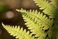 Spring Fern leaf in the forest Royalty Free Stock Photo