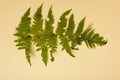 Spring fern leaves isolated on yellow background with copy space. Horizontal orienattion. Minimalistic style