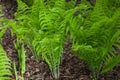 Spring Ferns with Fiddleheads Unfurling