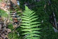 Spring ferns in the forest