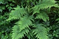 Spring ferns in the forest