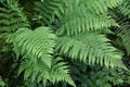 Spring ferns in the forest