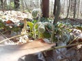 Spring ferns uncurling