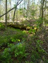 Spring and Ferns in the Woods