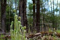 Spring fiddleheads/ferns growing in green forest.