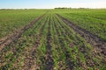 Spring field against the blue sky. Seedlings of cultivated plants. Royalty Free Stock Photo