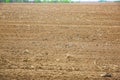 Spring field with bare ground. Nature eco friendly photo. Cereals planting. Last year corn branches. Agriculture concept. Royalty Free Stock Photo