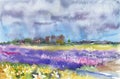 Spring field with blooming flowers: daffodils and hyacinths. Netherlands. Watercolor landscape from nature