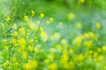 Spring field of blooming yellow flowers. Wild yellow flowers are in bloom, blurred green field background Royalty Free Stock Photo