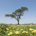 Spring field with blossoming dandelions and other summer flowers with lonely pine tree against blue sky in holland Royalty Free Stock Photo