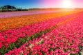 Spring field with blossoming multicolor tulips Royalty Free Stock Photo