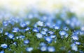 Spring field with blue flowers.Field of nemophila flowers.