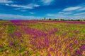 Spring field concept. Violet flowers in bloom. Rural area Royalty Free Stock Photo