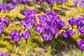 Spring field with crocus flowers. Royalty Free Stock Photo