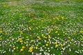 Spring field of daisies and dandelions Royalty Free Stock Photo