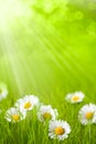 Spring field - daisy in grass Royalty Free Stock Photo