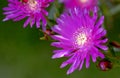 Spring field flowers of the Aizoaceae family called Mesembriantemo