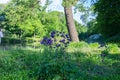 Spring field flowers of blue and violet, bells Royalty Free Stock Photo