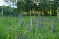 Spring field flowers of blue and violet